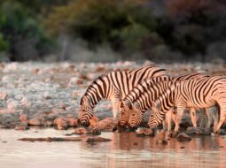 Whitney Perkins Witt:Wildlife Photography