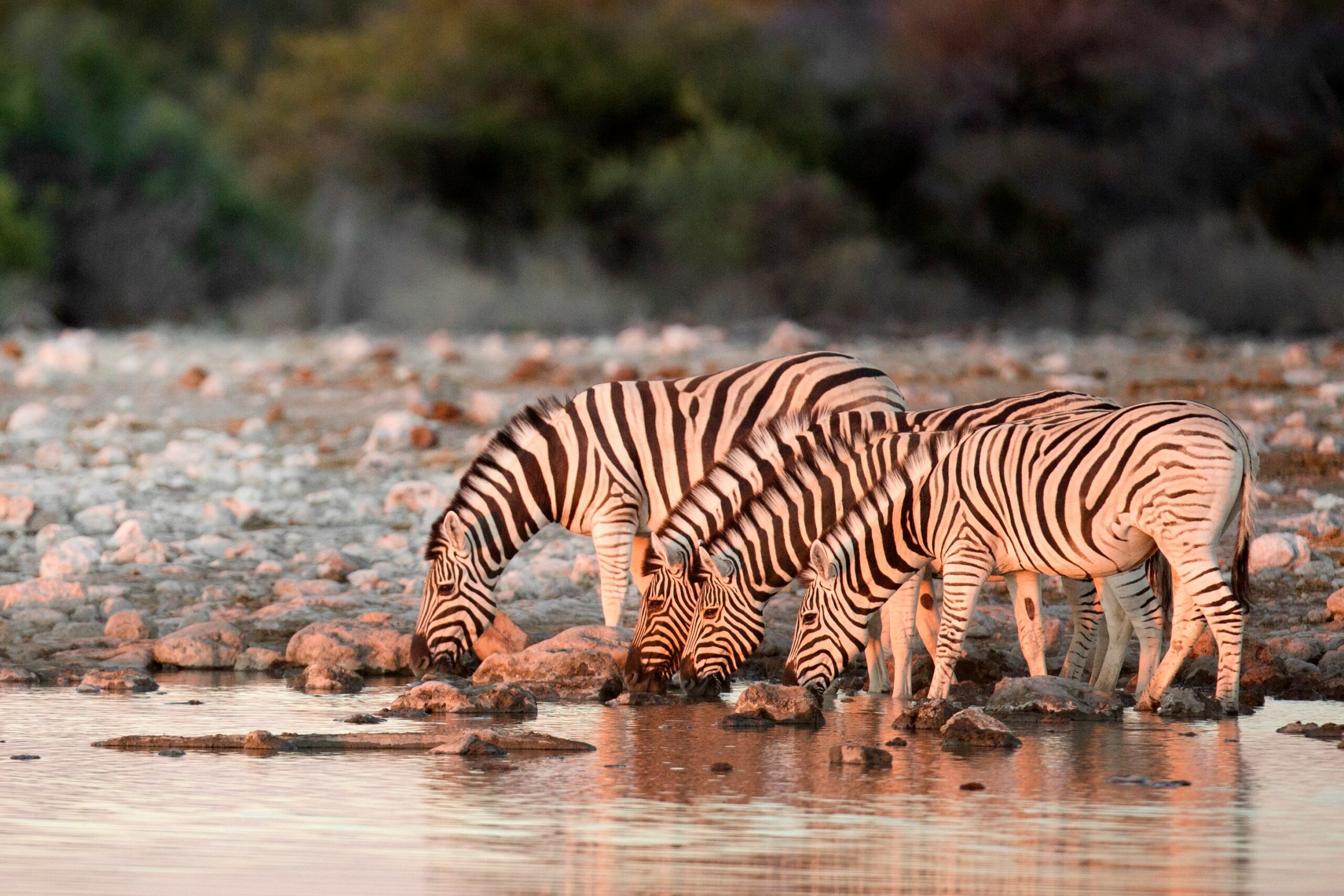 Whitney Perkins Witt:Wildlife Photography